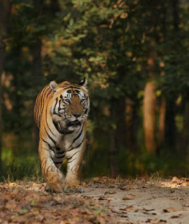 Buxa Tiger Reserve